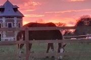 Autre vue du parc avec un troupeau de vaches normandes